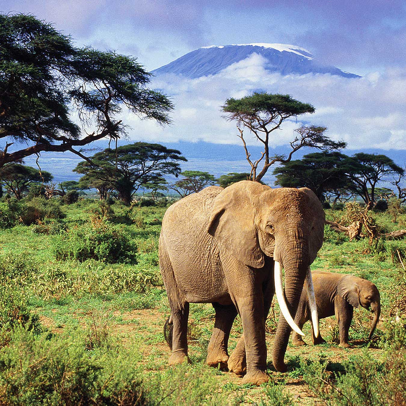 Kenya Safari